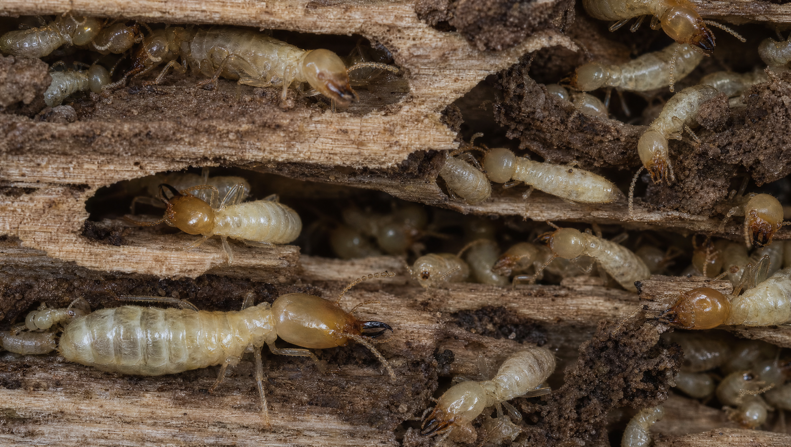 Termite inspection